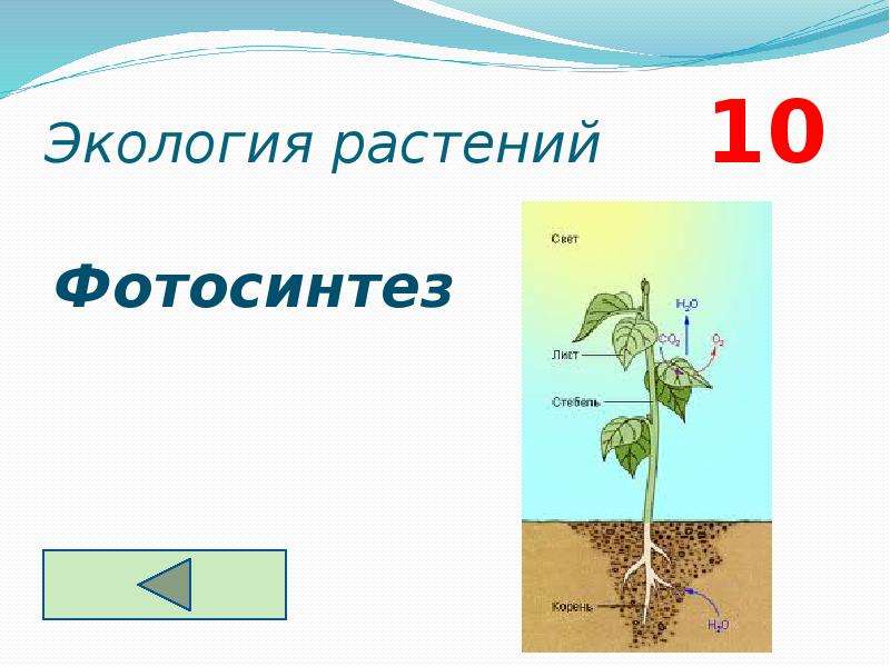 Проект по экологии 10 11 класс