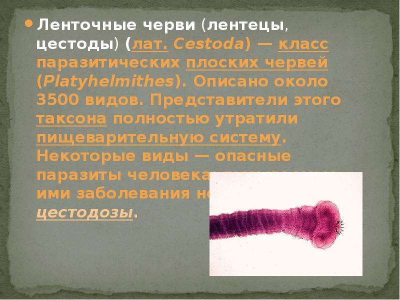 Про ленточных червей. Класс ленточные черви (Cestoda). Ленточные паразиты (класс цестод).. Представители класса ленточные черви цестоды.