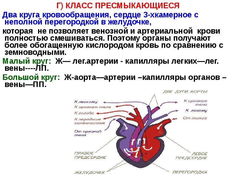 Презентация эволюция кровеносной системы