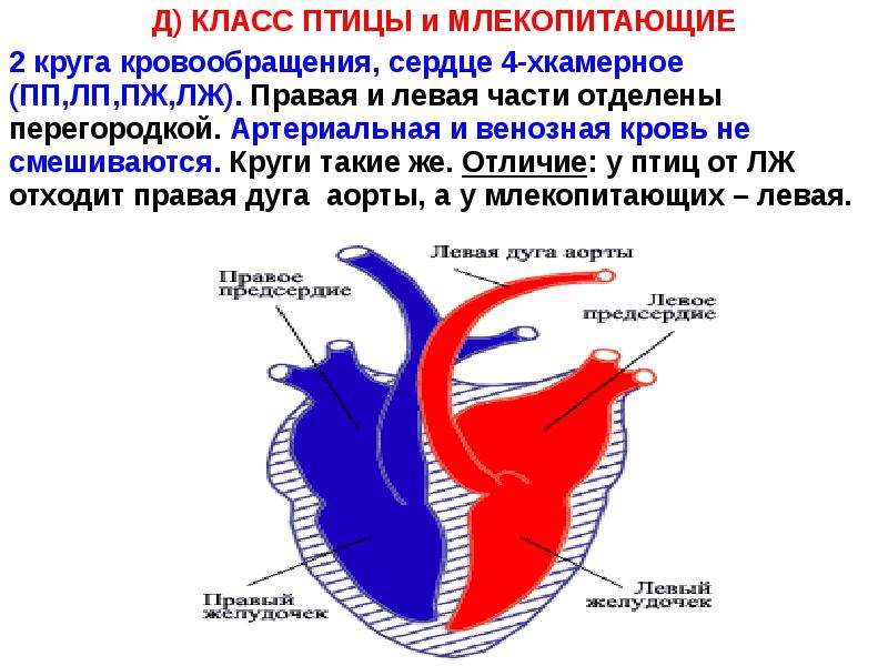 На рисунке сердца птицы подпишите названия отделов сердца укажите стрелками направления