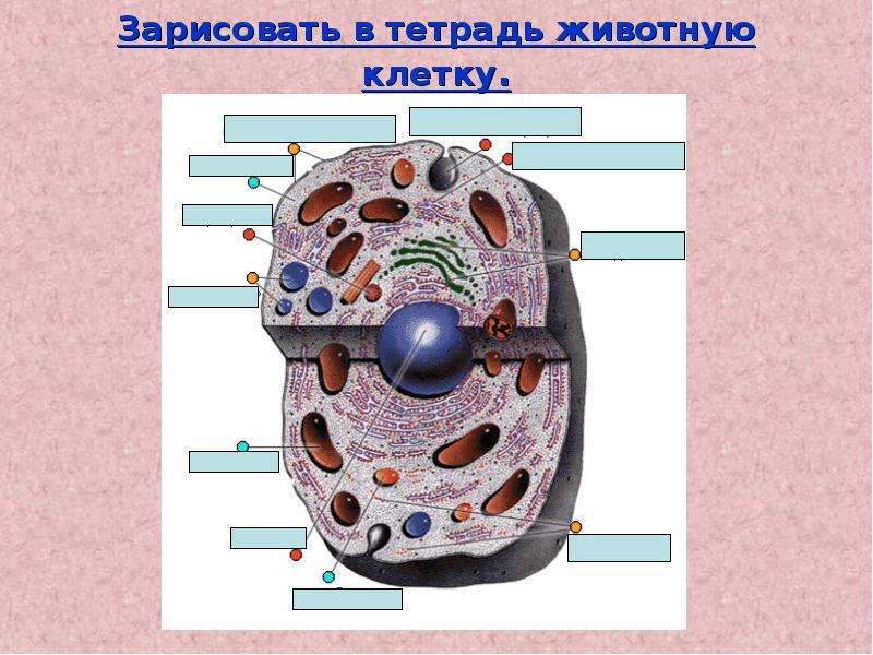 Строение клетки презентация 10 класс профильный уровень