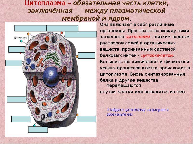 Строение органической клетки. Клетчатые органоиды цитоплазма. Части цитоплазмы. Основные органоиды цитоплазмы. Основное вещество цитоплазмы.