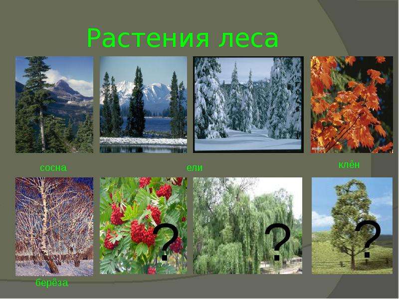 Экскурсии в природные сообщества родного края 4 класс презентация