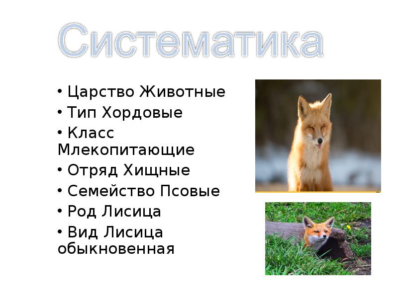 Роды лисицы. Лиса отряд семейство род вид. Классификация животного лиса обыкновенная. Вид лисица обыкновенная род семейство отряд класс Тип царство. Таксономия обыкновенной лисицы.