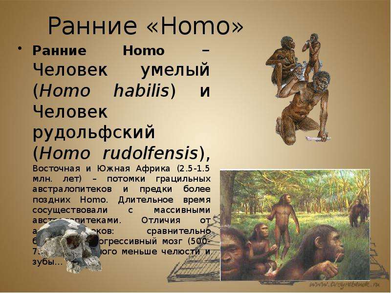 Группа homo. Homo sapiens homo Erectus homo habilis.