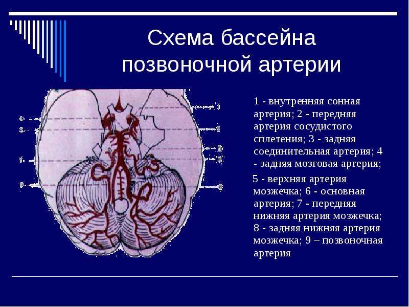 Бассейн кровоснабжения задней мозговой артерии. Бассейн внутренней сонной артерии. Кровоснабжение сосудистого сплетения головного мозга. Бассейн кровоснабжения мозжечка.