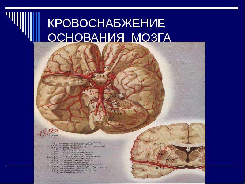 Основание мозга. Кровоснабжение основания мозга. Основание головного мозга инсульт. Конечный мозг кровоснабжается.