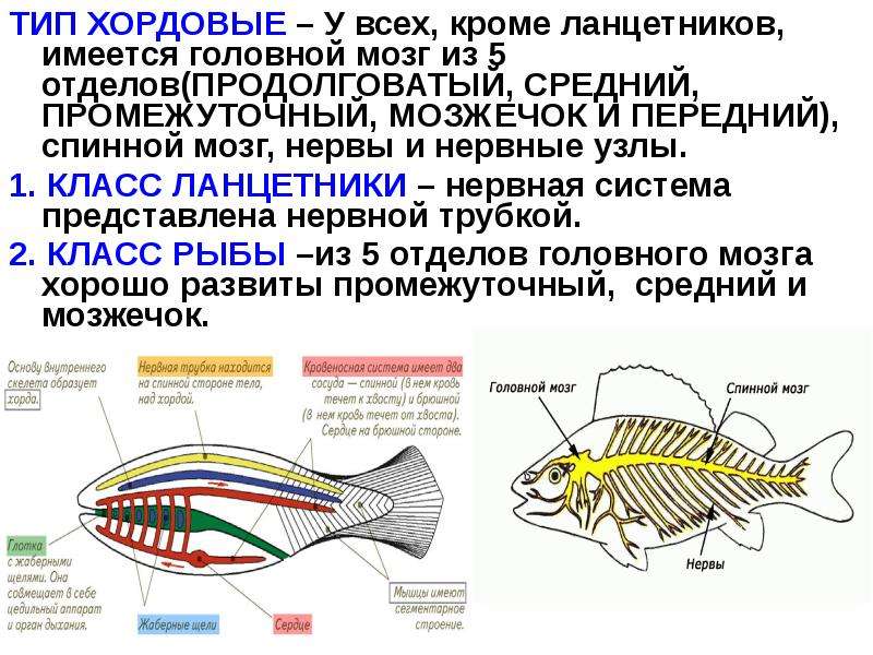 Брюшная и спинная сторона рыбы