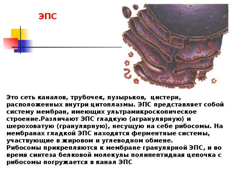 Синтез белка шероховатая эпс. Шероховатый эндоплазматический ретикулум. Шероховатый эндоплазматический ретикулум функции. Гладкая ЭПС строение. ЭПС рисунок.