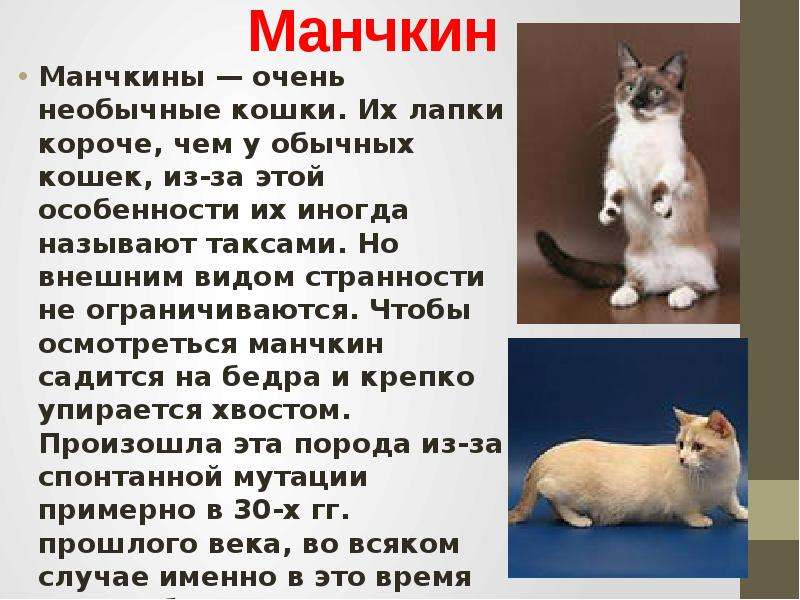 Манчкин кошка фото описание породы