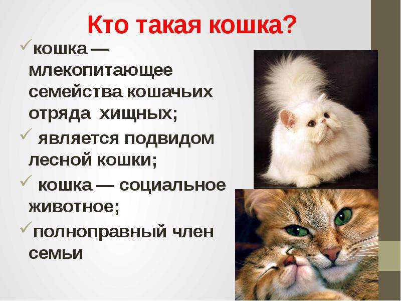 Рассказ о кошках окружающий мир. Сообщение о кошке. Презентация на тему кошки. Проект на тему кошки. Презентация на тему ошка.