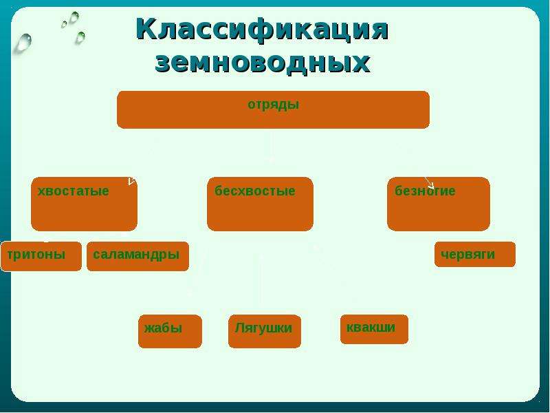 Интеллект карта земноводные