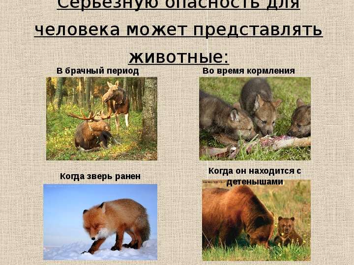 Животные Брянского края. Опасности в лесу животные. Лесные опасности Дикие животные.