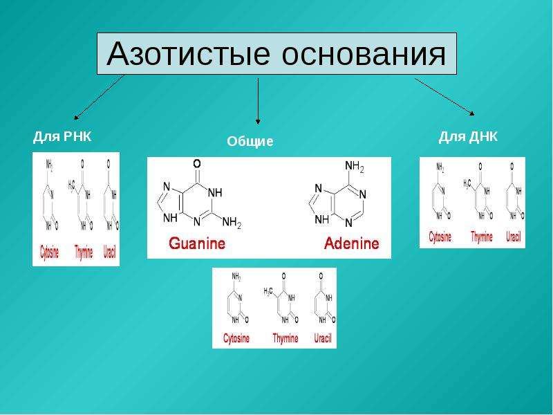 Числа азотистых оснований в нуклеотиде днк. Азотистые основания ДНК И РНК. Азотистое основание характерное только для РНК. Только для ДНК характерно азотистое основание. Азотные основания РНК.