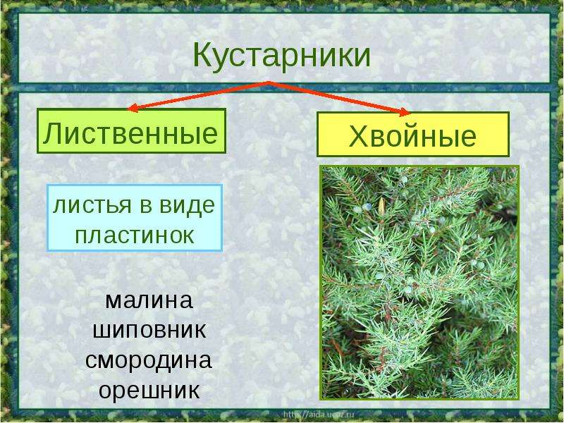 2 класс какие бывают растения 2 класс окружающий мир презентация