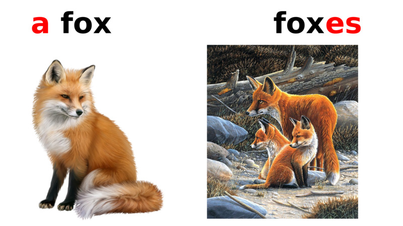 a fox                foxes  