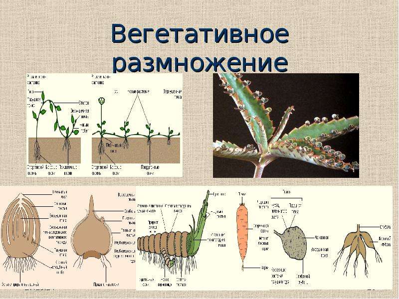 Вегетативное размножение это. Вегетативное размножение. Вегетативное размножение схема. Вегетативное размножение листом схема. Вегетативная система размножения.