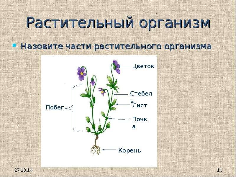 Презентация организм как единое целое 6 класс сонин