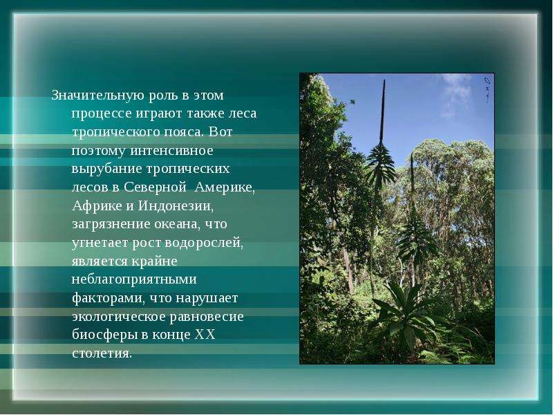 Характеристика тропического леса. Тропический пояс. Значение тропических лесов. Роль леса в биосфере. Тропическая функция.