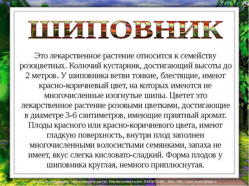 Шиповник относится. Рассказ о шиповнике. Рассказать про шиповник. Шиповник доклад. Рассказ о кустарнике.