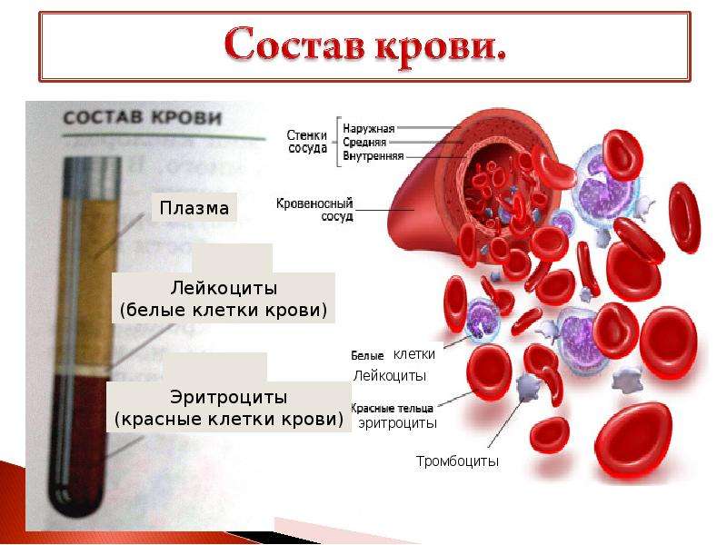 Презентация кровь состав