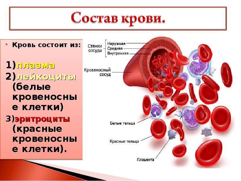 Состав крови картинка