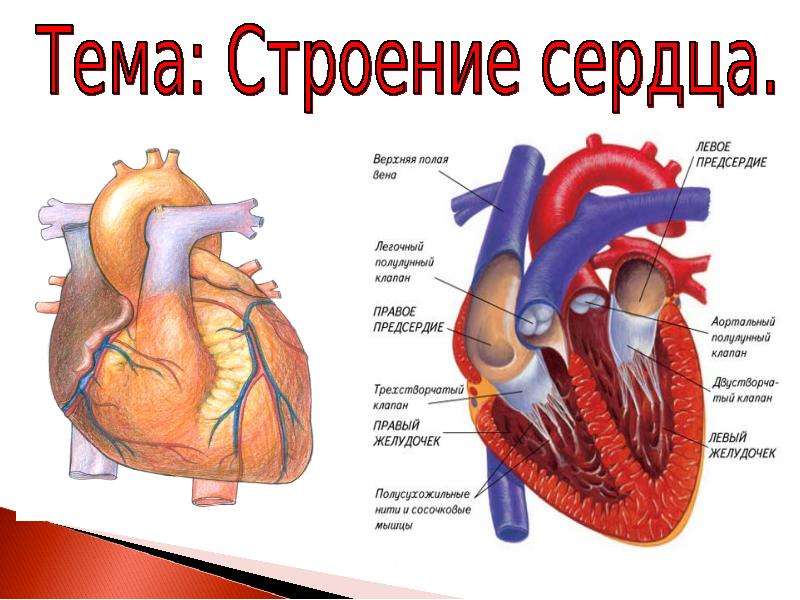 Презентация на тему анатомия сердца