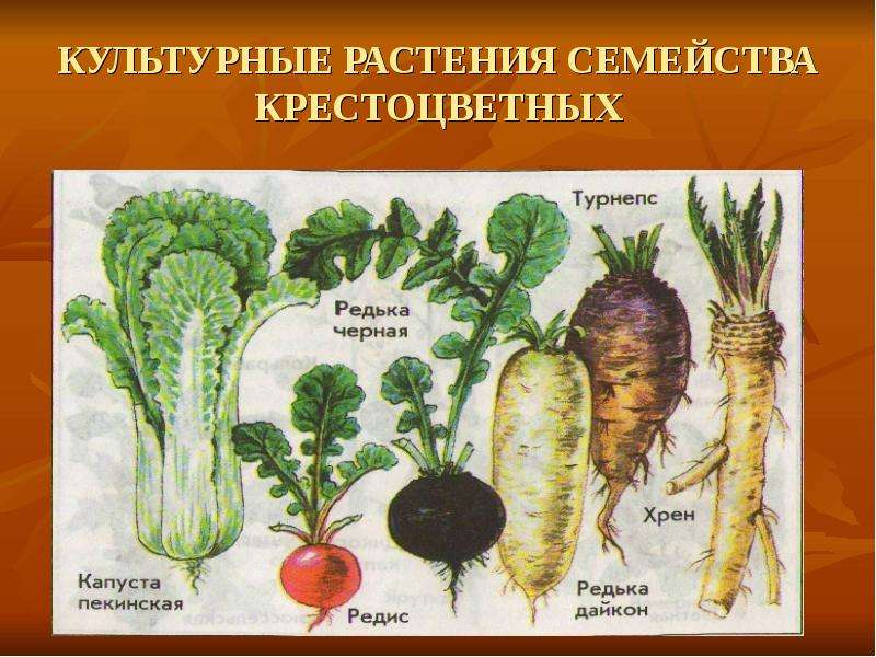 Крестоцветные овощи список и фото с названиями