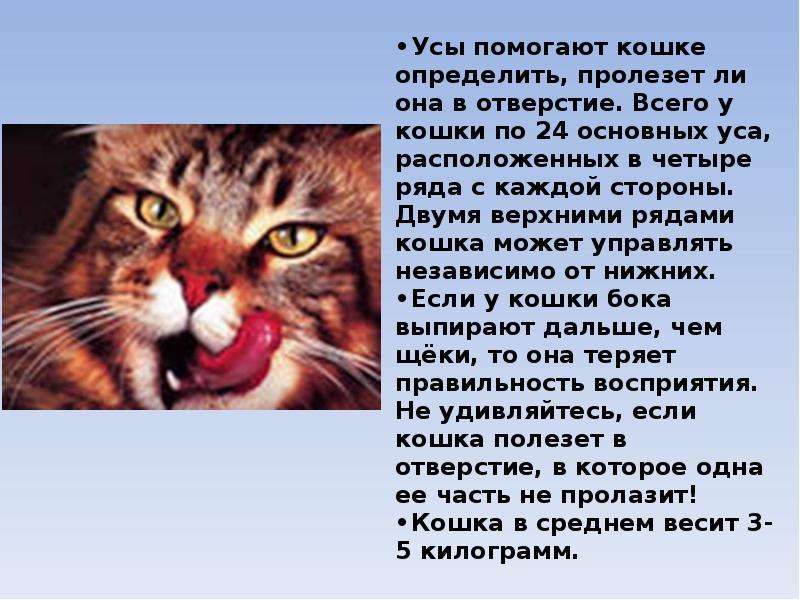 Для чего кошкам усы. Зачем коту усы. Сколько усов у кошки. Сколько усов у кошки с каждой стороны. Расположение усов у кота.