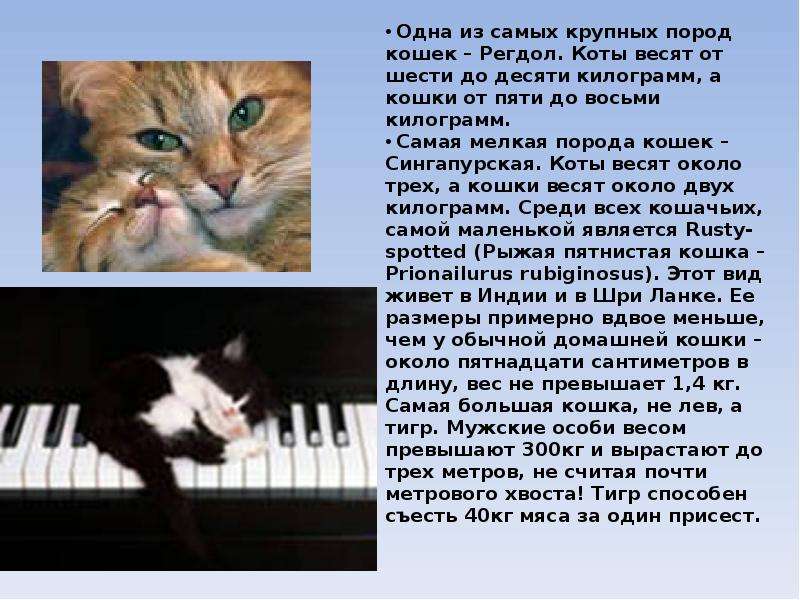 Песни про кошек слушать. Кошка без породная слова. Рассказ кошка без породная. Самая маленькая по размеру порода кошек презентация. Песня про кошку.