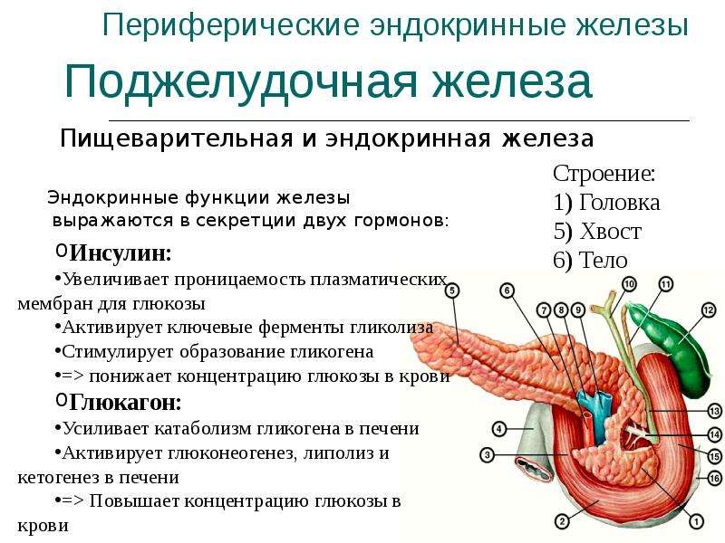 Пищеварительная роль поджелудочной железы. Строение и эндокринная функция поджелудочной железы. Поджелудочная железа строение и функции таблица. Поджелудочная железа строение и функции кратко таблица. Поджелудочная железа анатомия структура.