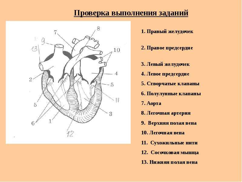 На рисунке изображено строение. Желудочки и предсердия сердца схема. Сердце желудочки и предсердия клапаны. Сердце схема строения предсердия и желудочки. Левый желудочек сердца схема.