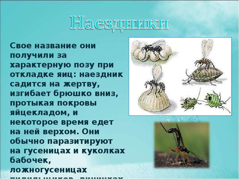 Насекомые санитары. Проект насекомые санитары садов и огородов. Сообщение на тему насекомые санитары. Проект на тему насекомые санитары садов и огородов. ,,Насекомые -санитары садов и огородов,, актуальность.