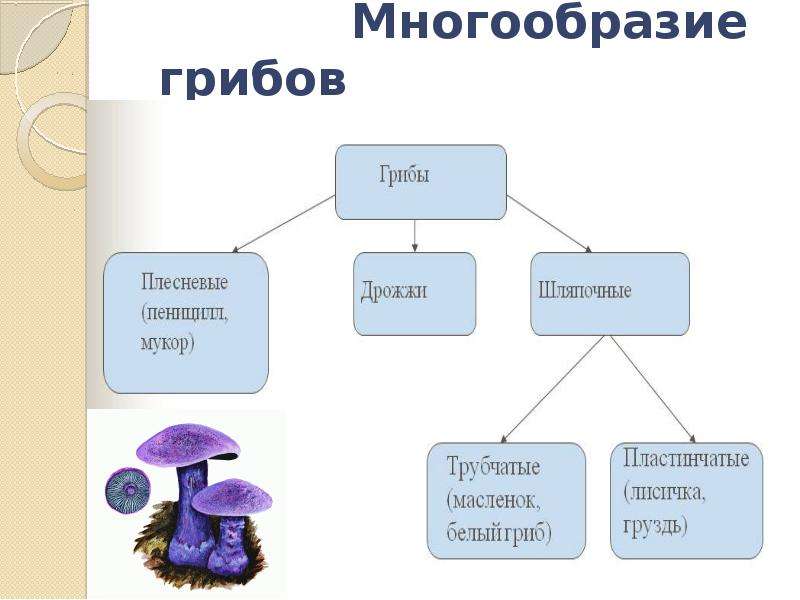 Презентация на тему схема