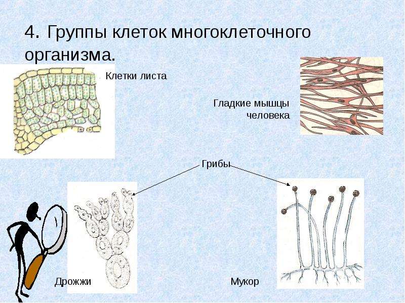 Многоклеточные клетки. Строение многоклеточных организмов. Ткани многоклеточных организмов. Группа клеток. Одноклеточные и многоклеточные организмы под микроскопом.