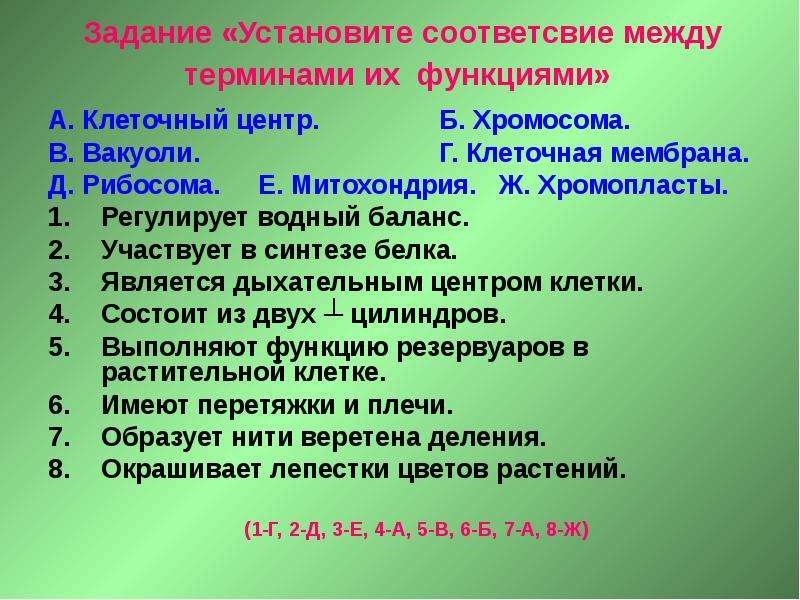 Задачи клетки. Клеточный центр принимает участие в синтезе белка. Установите соответствие между клеточными органеллами и их функциями. Установите соответствие между органеллой клетки и е функцией.