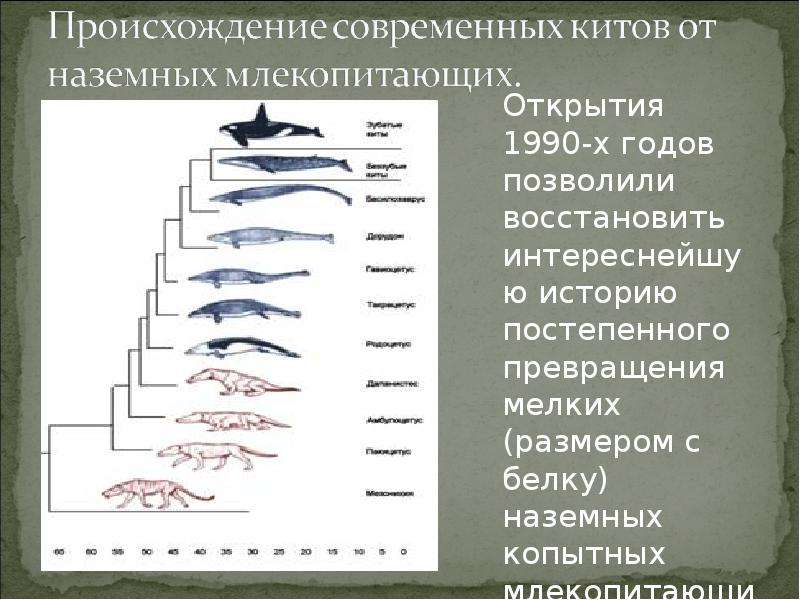 Эволюция кита презентация