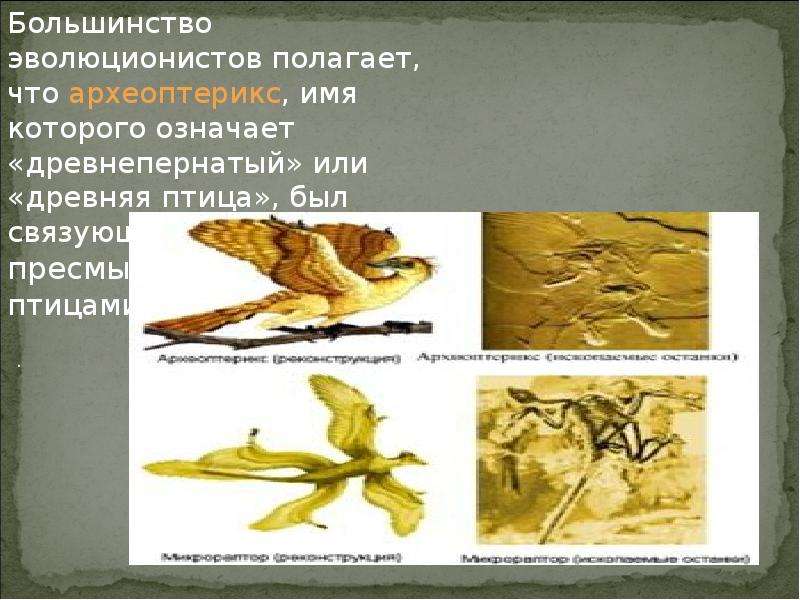 Переходные формы презентация