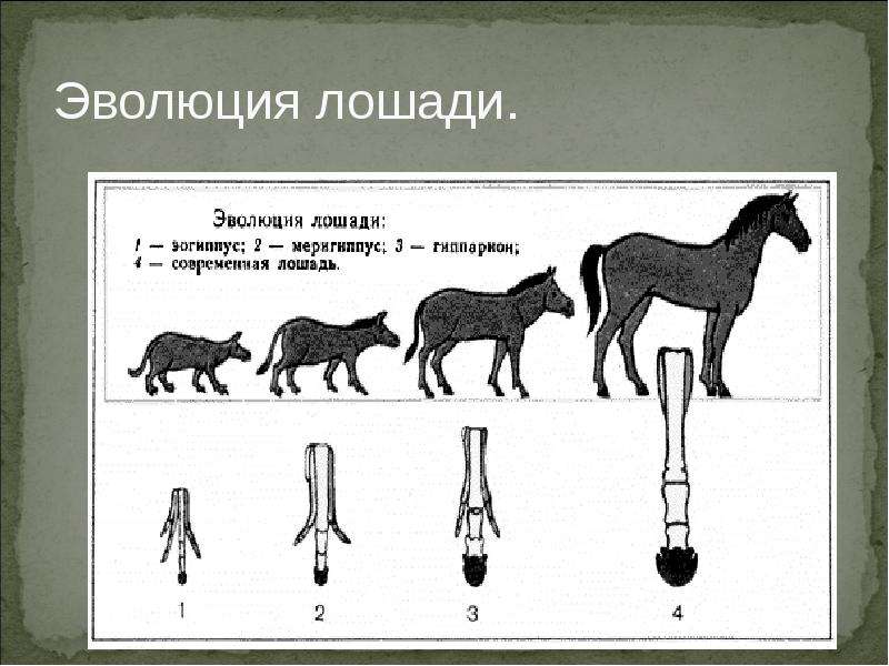 Схема исторического развития лошади какая наука