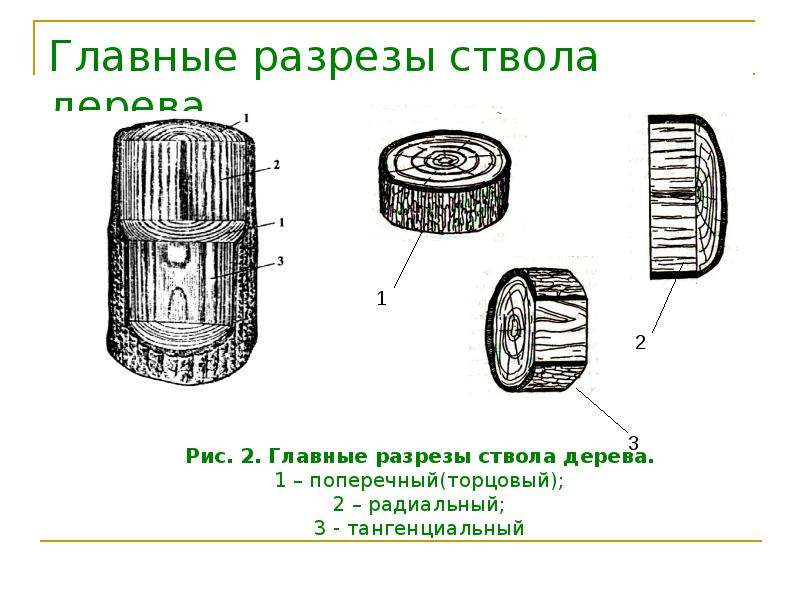 Рисунок на продольном разрезе древесины