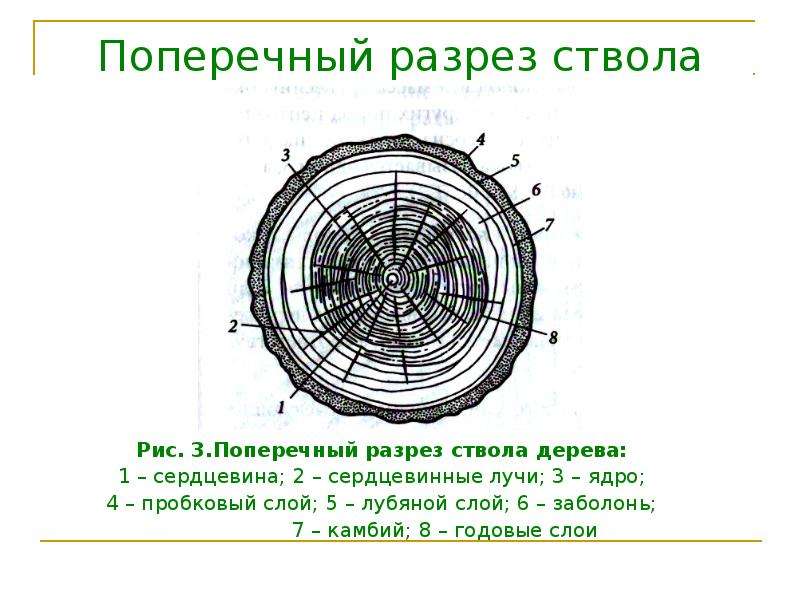 Рисунок на продольном разрезе древесины