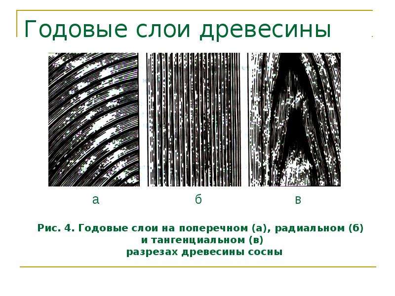 Слои древесины. Ранняя и поздняя древесина годичных слоев. Годичные слои древесины. Виды годичных слоев. Строение годичного слоя.