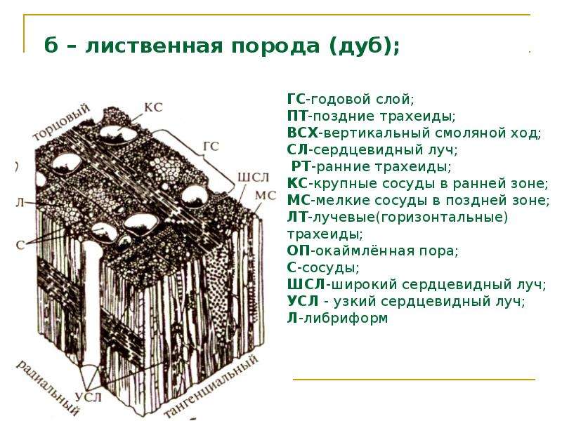 Микроскопическое строение дерева. Микроскопическое строение древесины лиственных пород. Строение древесины кольцесосудистых лиственных пород. Макроскопическое строение древесины лиственных пород.. Микроскопическое строение древесины хвойных пород.