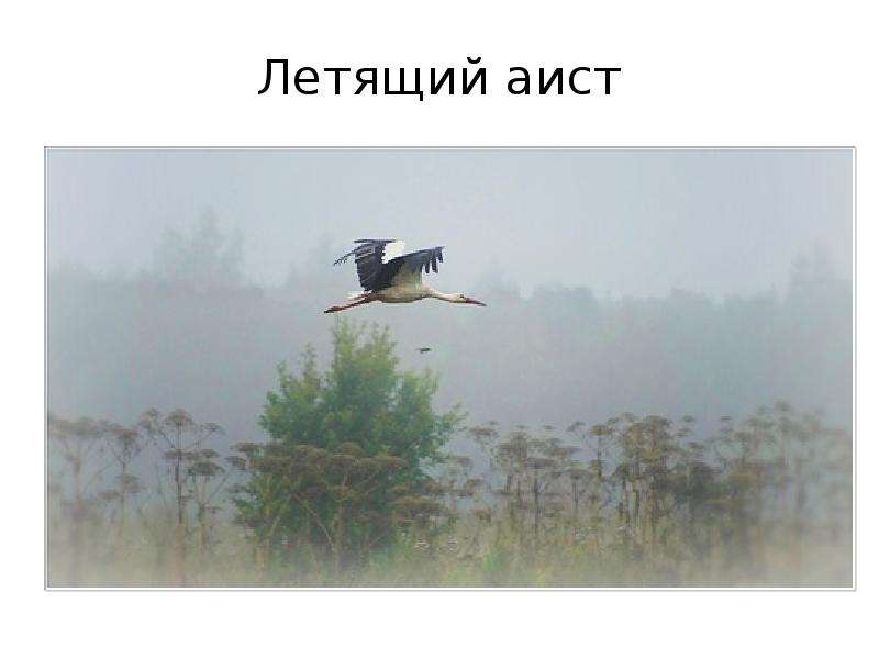 Пролетел Аист. Аист может летать со средней скоростью. Примета пролетел Аист. Аист улетает на Юг или нет.