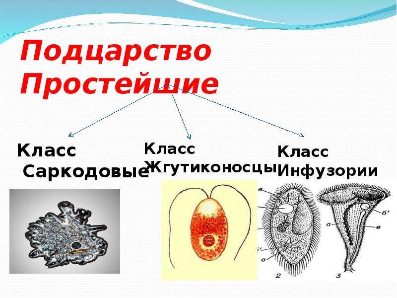 Подцарства животных. Подцарство простейшие. Происхождение простейших. Подцарство простейшие презентация. Происхождение подцарства простейшие.