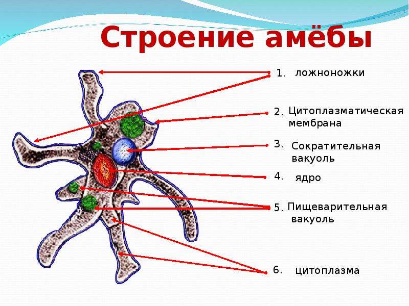 Строение амебы обыкновенной. Строение амебы 5 класс биология. Строение амебы. Строение простейшей амебы.