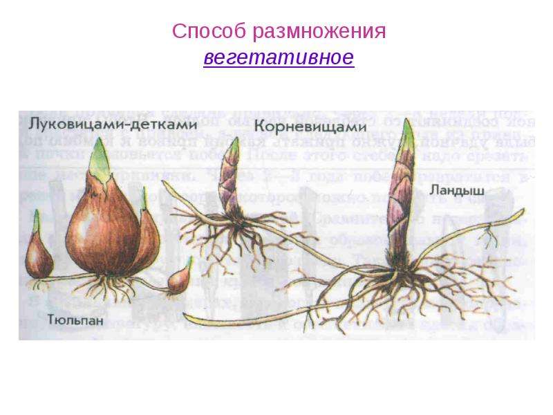 Презентация по биологии размножение человека 8 класс по биологии