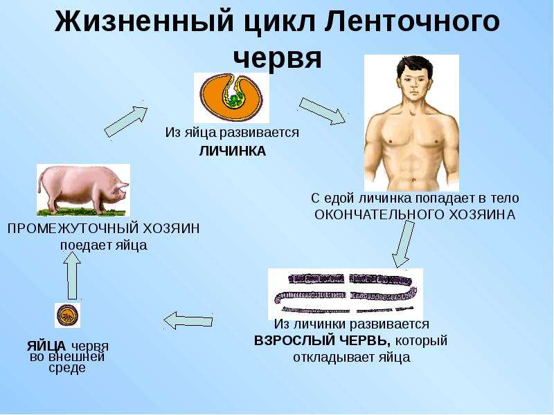 Цикл развития паразитических червей 7 класс схема