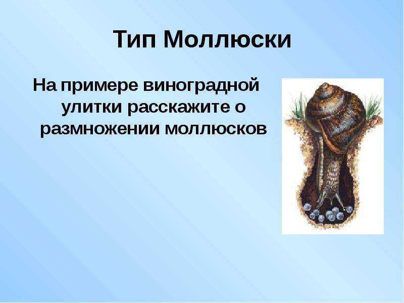 Способы размножения моллюсков. Кишечнополостные черви моллюски. Кишечнополостные иглокожие. Плоский червь-моллюск.