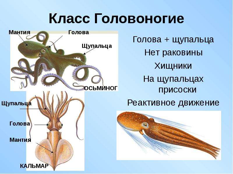 Презентация класс головоногие 7 класс